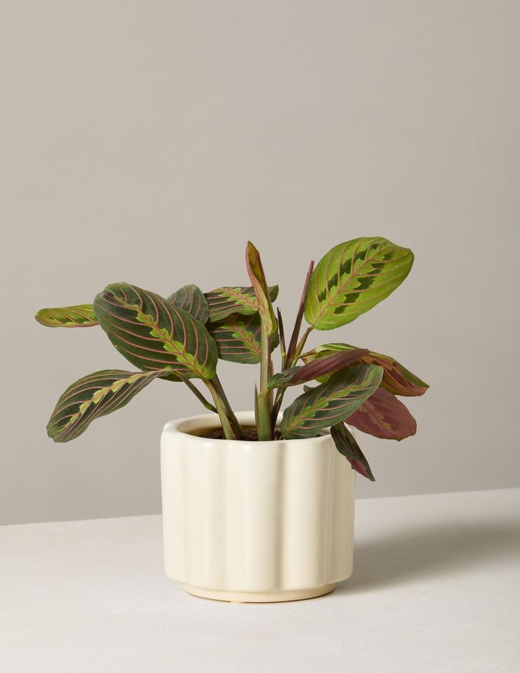 Terracotta Indoor Eden planter