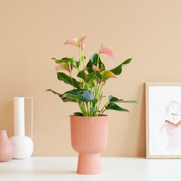 Rigged planter (Set of 4)